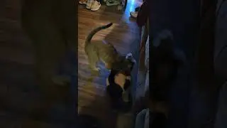 Cats playing together or fighting to the death not sure yet