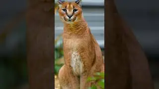 Baby Cute Animals Grow Up - Animals Transformation - TUN TUN Growing Up