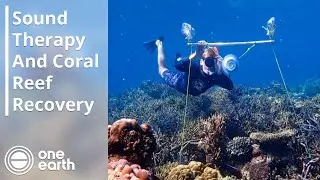 Sound Therapy Can Help Coral Reefs Recover | One Earth