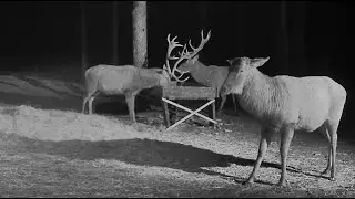 2025-02-21 Hirvekaamera, Ervin lost his antlers, red deer
