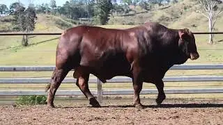 NATIONAL SALE lot 332 PINE VALLEY CHARLIE