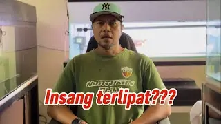 Penutup insang arowana terlipat? 