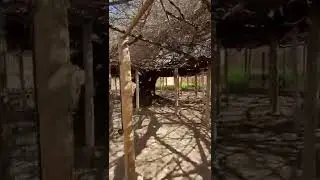 World's Largest rose bush in Tombstone Arizona #shorts