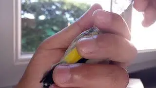 Eviter les faux diagnostiques et les conclusions trop rapides pour traiter vos oiseaux