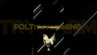poltry farming 💡📈#PoultryFarming#PoultryBusiness#BroilerFarming#LayerFarming#ChickenFarming#DesiPou