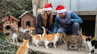 Christmas Party for Stray Cats 🎄🐾 A Heartwarming Celebration for a Street Cat Colony