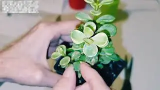 Распаковка суккулента «Слоновый кустарник» — портулакария афра