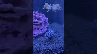 Zebra Moray eel and sargassum frogfish