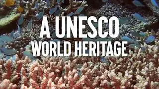 UNESCO: Protect the Great Barrier Reef, Not Coal!