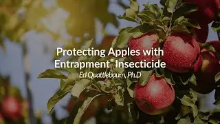 Protecting Apples with Entrapment&reg; Insecticide