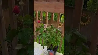 #Backyard #zen