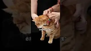 We made a health and gps tracker for the company cat!