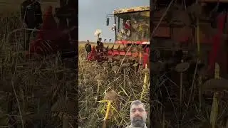 #farming #agriculture #sunflower #harvester#time saving#clean#resource saving