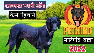 🎯ओरिजनल जानवळ🐶 पष्मी डॉग को कैसे पहेचाने detail व्हिडिओ 📍How to Identify Origianl Pashmi dog breed