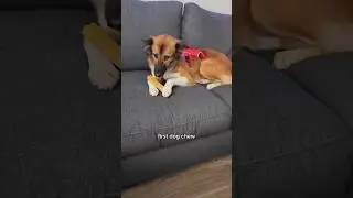 Boon&rsquo;s journey from recovery to her forever home is pure joy! ❤️