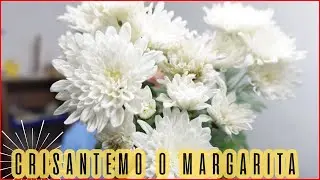 CUIDADOS DE LA PLANTA CRISANTEMO | Aprendiendo a Cuidar