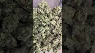 THCa Flower Pounds: Grease Monkey (Indoor)