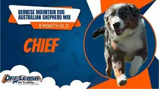 Chief- 6 Month Old Bernese Mountain Dog/ Australian Shepherd Mix- 2 Week Board and Train