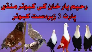 Rahim Yar Khan ki kabooter Mandi part 3 #pigeon #birds #pigeon #breederkabootar #kabootar #kabutar
