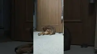 ネコ動画あび#5294　#shorts　#あび #ねこ #ネコのあび #猫動画