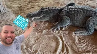 Alligator Show Goes Horribly Wrong Audience Left Shocked - Must See! #funny #animals