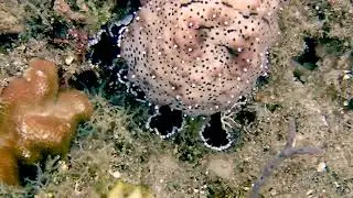 Anilao Day 04 - Graeffe's sea cucumber