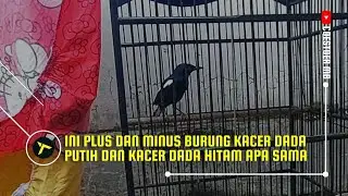 Perbedaan Kelebihan Dan Kekurangan Burung Kacer Dada Hitam Dan Dada Putih Ternyata Seperti Ini