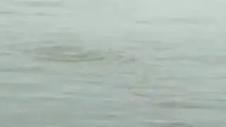 Gangetic River Dolphins (Assam, India)