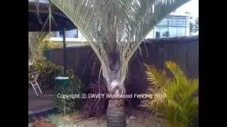 DAVEY Brushwood Fence Examples