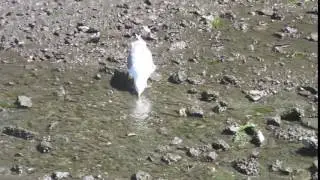 Seagull surprise