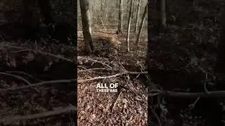 Invasives and Old Forests