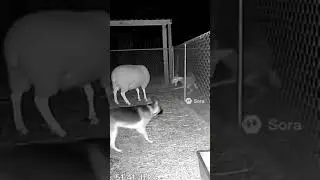 &ldquo;You Won&rsquo;t Believe What This Dog Did!  #ViralShorts #AnimalHero#Unbelievable# #RealLifeHero#Animals