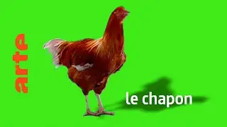 le chapon - Karambolage - ARTE