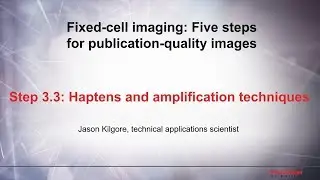 3.3 Amplification techniques&ndash;Fixed cell imaging: 5 steps for publication-quality images