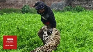 Macan tutul masuk kampung, warga ketakutan