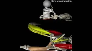 PRONE KNEE BENDING TEST🦵🏼