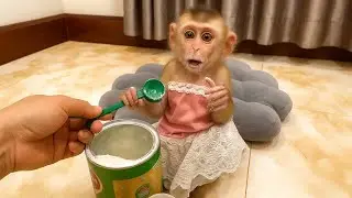 Puppy Monkey Angry Mum And Tell Mum She Hungry Koko