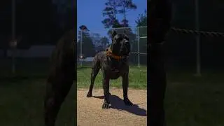My Beautiful Presa Canario Hades #presacanario #dog #puppy #presa #doglover #dogs