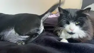 Tail WHACKING Passive aggressive if I&rsquo;ve ever seen it 🤣