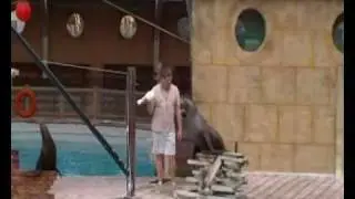 flamingo land sea lions