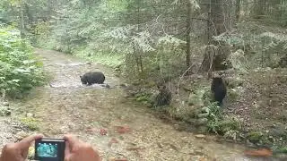 Bears fishing at kokanee creek park