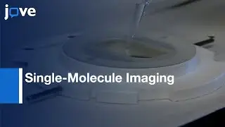 Single-Molecule Imaging Of Gene Regulation In vivo Using CoTrAC l Protocol Preview
