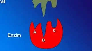👨‍🏫 Enzimi - 8. razred - Kemija