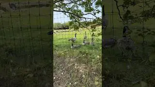 Saskatoon Forestry Farm Park #canadageese #duck #park #nature #relax