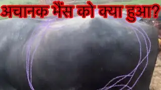 Bloat in buffalo l tympany l Afaare ka ilaj bhais me l अफ़रा l how to saved buffalo near to death l