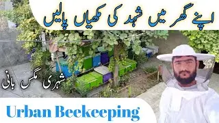 Urban beekeeping | Urban Bee hives | Domestic / Stationary Backyard Beekeeping | Thal Honey Bee Farm