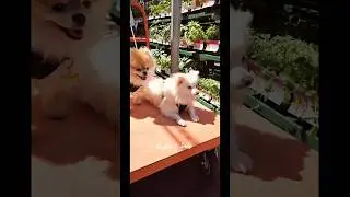 Back at Home Depot for more plants #pets #pomeranian #cutedogs #gardening #homedepot #fyp #diy #dogs