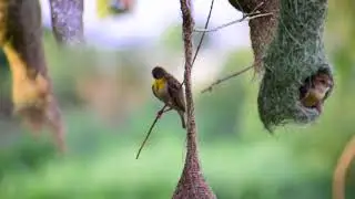 Beatifu yellow sparrow