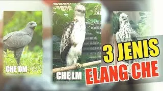 ELANG BRONTOK | CHANGEABLE HAWK EAGLE | CHE LM DM PM
