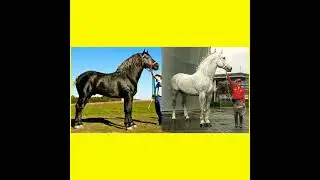 Grey Percheron#horse#animals#percheron
